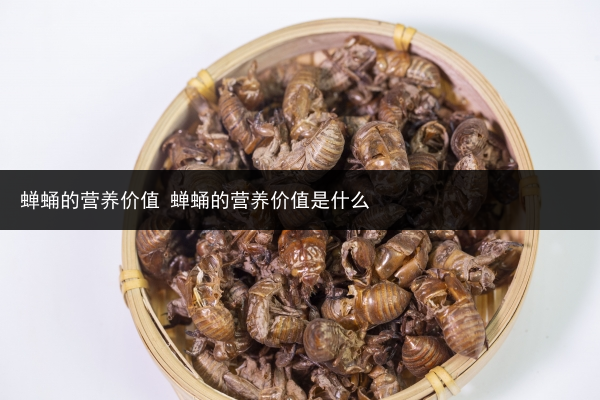 蟬蛹的營養(yǎng)價(jià)值 蟬蛹的營養(yǎng)價(jià)值是什么