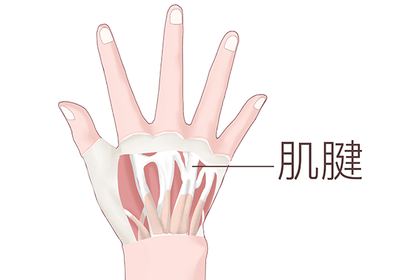 什么是肌腱，如何保護(hù)肌腱