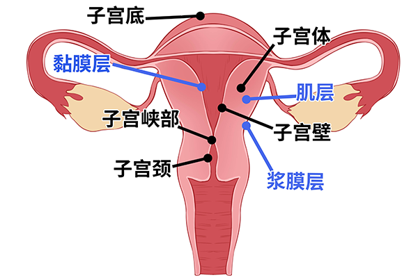 始基子宮能治愈嗎，該如何治療始基子宮