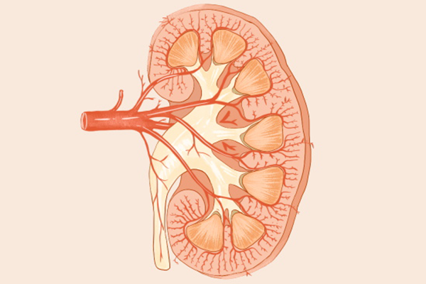 腎精虧虛怎么恢復(fù)，哪些方法可以恢復(fù)