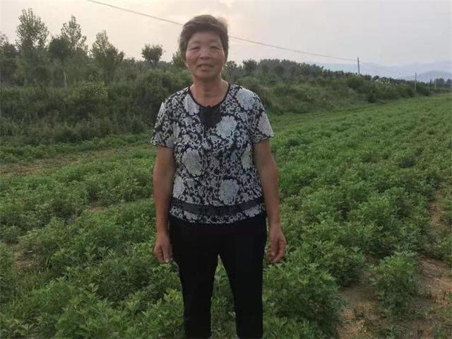 南召艾草“金枝玉葉”富萬家