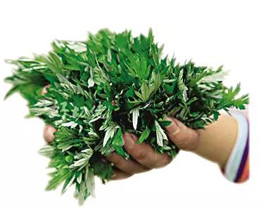 「艾都探秘⑺」蘄艾產(chǎn)品到底有多少？一定嚇你一跳！