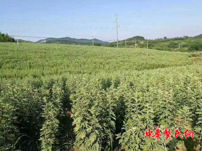 尋找中華龔氏好產(chǎn)品系列一中國艾都蘄春