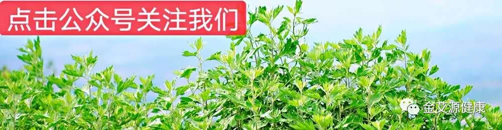 南陽艾與蘄艾本無區別