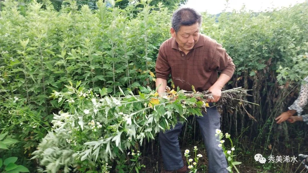 浠水清泉：蘄艾正飄香