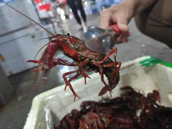168元吃兩斤蝦，餐廳選小龍蝦看中“個頭大”，店家：價格不算暴利
