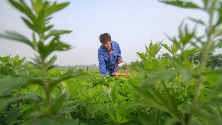 河北邯鄲：“小艾草”種出脫貧致富“黃金葉”