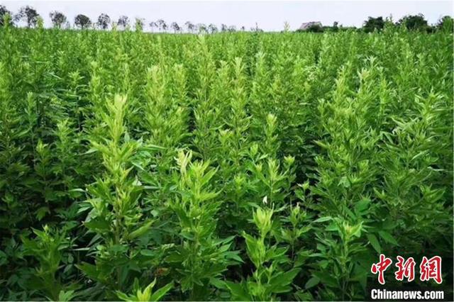 小艾草變“金香葉”江西宜黃念活三產(chǎn)融合經(jīng)