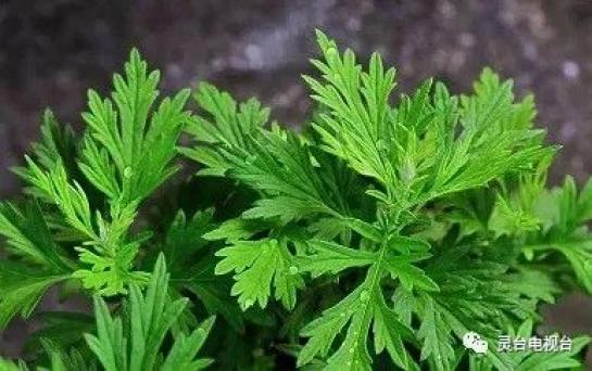 甘肅靈臺：探索艾草產(chǎn)業(yè)扶貧經(jīng)驗