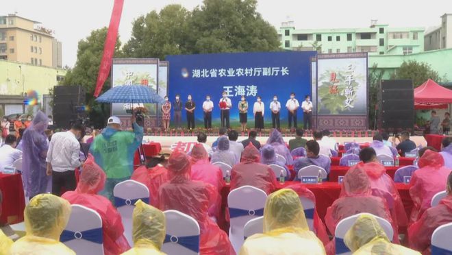 1000天后，李時珍故里湖北蘄春縣“黃金蘄艾”今日揭開神秘面紗